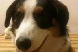 一梦谈狗l短腿板凳基，长什么样的才值？图片