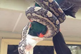 好可怕，澳洲居民屋外目睹蟒蛇整个吞食鹦鹉图片