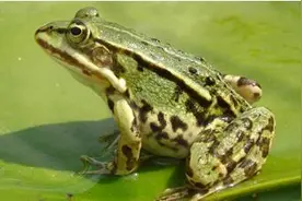 青蛙如何识别自己的孩子图片