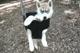 狗狗荡秋千都能荡出全身残废的赶脚，第6个说的就是你！图片