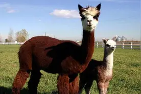 萌萌的羊驼，抓一只做坐骑！图片