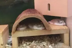 小仓鼠们热得都化成麻薯啦，简直萌翻了！图片