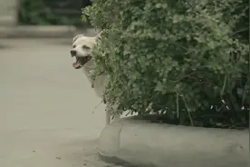 狗狗的报恩，一串肉串牵出的幸福······图片