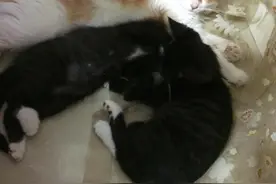 警惕，你的猫什么时候会吃掉你图片