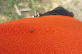 如果身上发现这个小昆虫，好事要来到，不是要升官，就是发财了图片