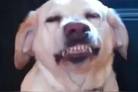 你家的汪星人都吃过什么让你不能忍受的东西？简直太恶心图片