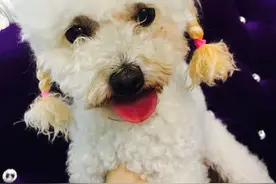 一只四岁的贵宾做完绝育手术，我特担心羊肠线会绷！图片