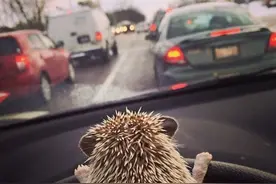 家里养了只刺猬是怎样一种体验？图片