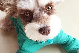 成长记-老人头雪纳瑞的百变造型，看我七十二变图片