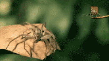 蚂蚁扑向蜘蛛？！它是在捕猎，还是在自投罗网？图片