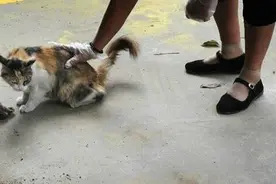居民利器划过奶猫身躯，母猫舔舐孩子冰冷身躯哀嚎图片
