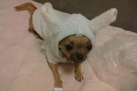 这只吉娃娃狗狗纯吗？求大神看看图片