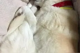 睡一辈子都是一个睡姿的柴犬，萌哭了！图片