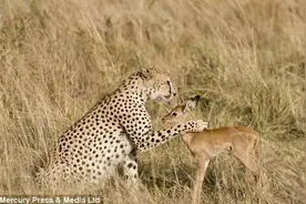 猎豹罕见变成萌猫竟和羚羊玩耍嬉戏！猎豹的兽面仁心让人无比震撼图片