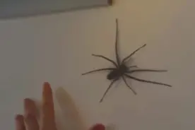 在家里发现大蜘蛛，看看这些外国人的反应，真是让人哭笑不得啊！图片