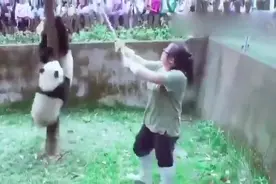 熊猫：谁让你拿竹子扫地的,简直不能再萌了图片