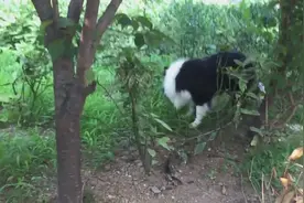 同样是狗怎么差距这么大，一只见到草就打喷嚏，另一只却食草如命图片