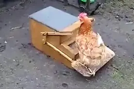 农民自制的喂鸡器，真是够聪明的！图片