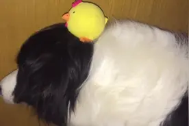 狗狗害怕小黄鸡连看都不愿意看，还要被强迫顶着它，边牧很生气图片