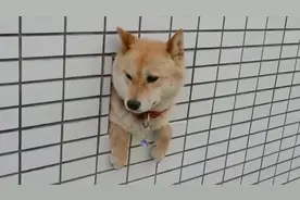 把头伸出墙壁的柴犬，告诉你什么叫“卡成狗”！