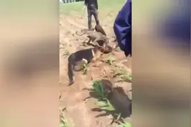 黑龙江发现30多斤变异巨型大老鼠视频封面