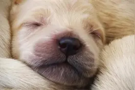 金毛幼崽出生后1-12周成长记录图片