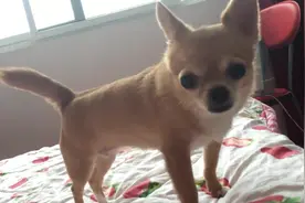 主人为他按摩，小萌汪非要弯头不让摸，都没见过比你还不识好歹的图片