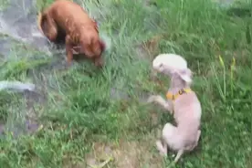 金毛躺水坑里打滚，勾引小伙伴过来玩，把对方主人急得哦图片