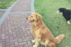 蠢萌大金毛不愿回家，只要玩球球，铲屎的你把我球藏哪儿了图片