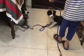 狗狗们与小主人玩起了拔河比赛，狗狗表示，我可不会让你的哦图片