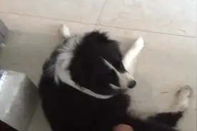 主人给狗狗做睡前按摩，把边牧乐坏了，还撒娇不许主人停下来图片