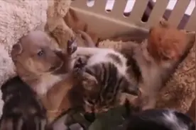 大爱超越种族，猫妈妈收养了孤儿小狗图片