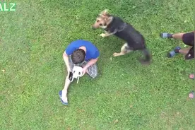 主人正在玩无人机，德牧看到后的反应太逗了，就是不让它降落！图片