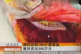 老人捡到条鱼，一斤近2万，竟卖了300万图片