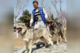 （中华名犬解读）之狼青犬！