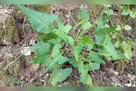 农村这种带苦味的犁头草是治疗外伤出血、消肿、毒蛇咬伤的好帮手