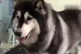 柯基和阿拉斯加的混血宝宝了解一下！完美继承小短腿哈哈哈哈！