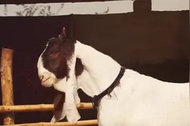 非常丑的羊品种，有着超长的耳朵