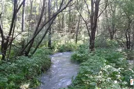 伊春上甘岭区小兴安岭百琴溪：2067米的距离108个弯，避暑佳地