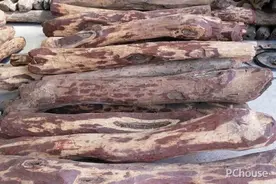 红豆杉的功效 红豆杉原木价图片