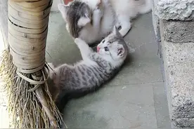 中华田园猫跟银渐层的混血小猫咪，漂不漂亮