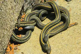 如果把蛇像绳子一样打结，它自己能够解开吗？看完大开眼界