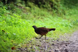 如果雏鸟掉到地上，大鸟怎么把它搬回窝里？看完长见识了视频封面