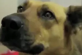 超感人，狗狗失踪7个月后和主人相认，眼泪忍不住了，照顾好宠物视频封面