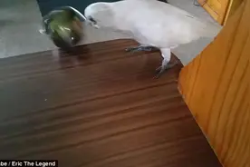 动物界也有熊孩子!鹦鹉拒食西兰花 恶言咒骂主人图片