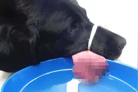 英狗狗为食猫粮舌头不幸被碎纸机“大卸八块”图片