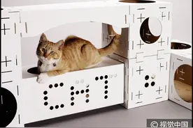 猫奴新爱降临 可折叠纸板轻松搭建猫咪城堡图片