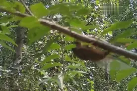 近距离拍摄金蝉产卵全过程，相信很多人都没见过