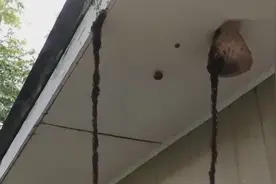百万蚂蚁搭“悬空桥”进攻黄蜂巢穴 现场惊人