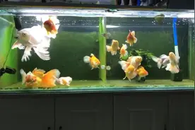 鱼友把这条龙凤鲤和一群泰狮金鱼养在一起，这个效果看着好不错